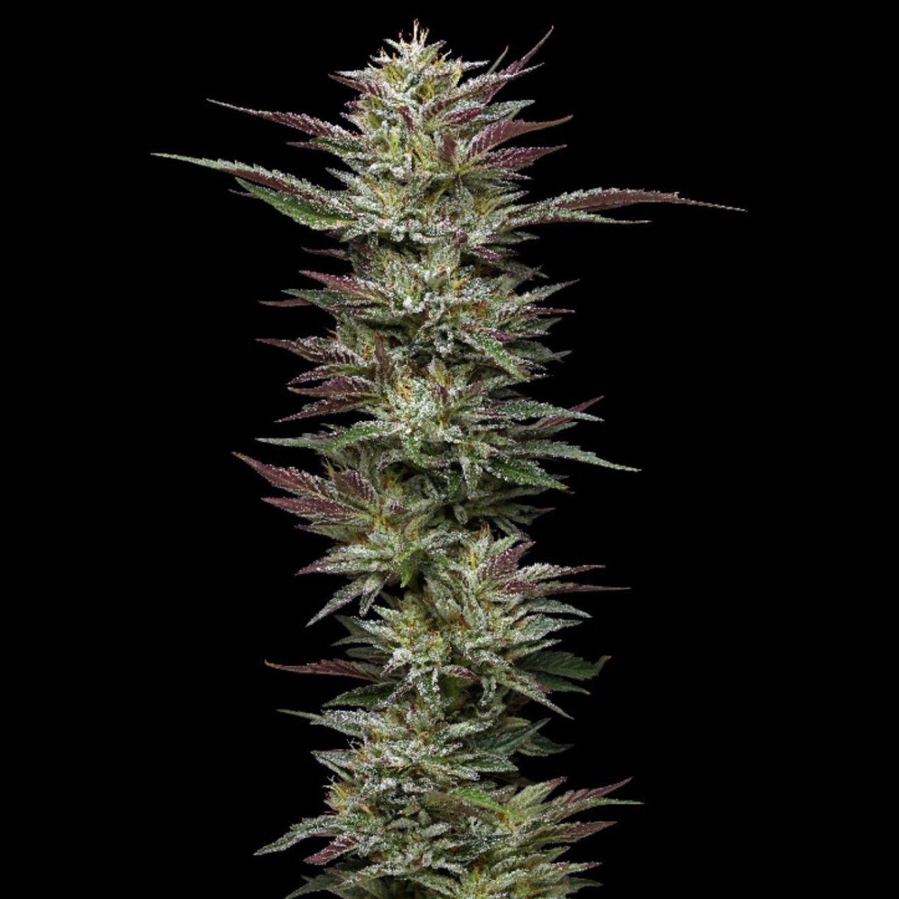 NUTTER BUDDER – Humboldt Seed Company – Feminizowane