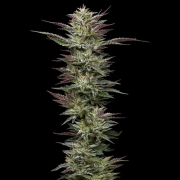 NUTTER BUDDER Feminized cannabis flower bud by Humboldt Seed Company