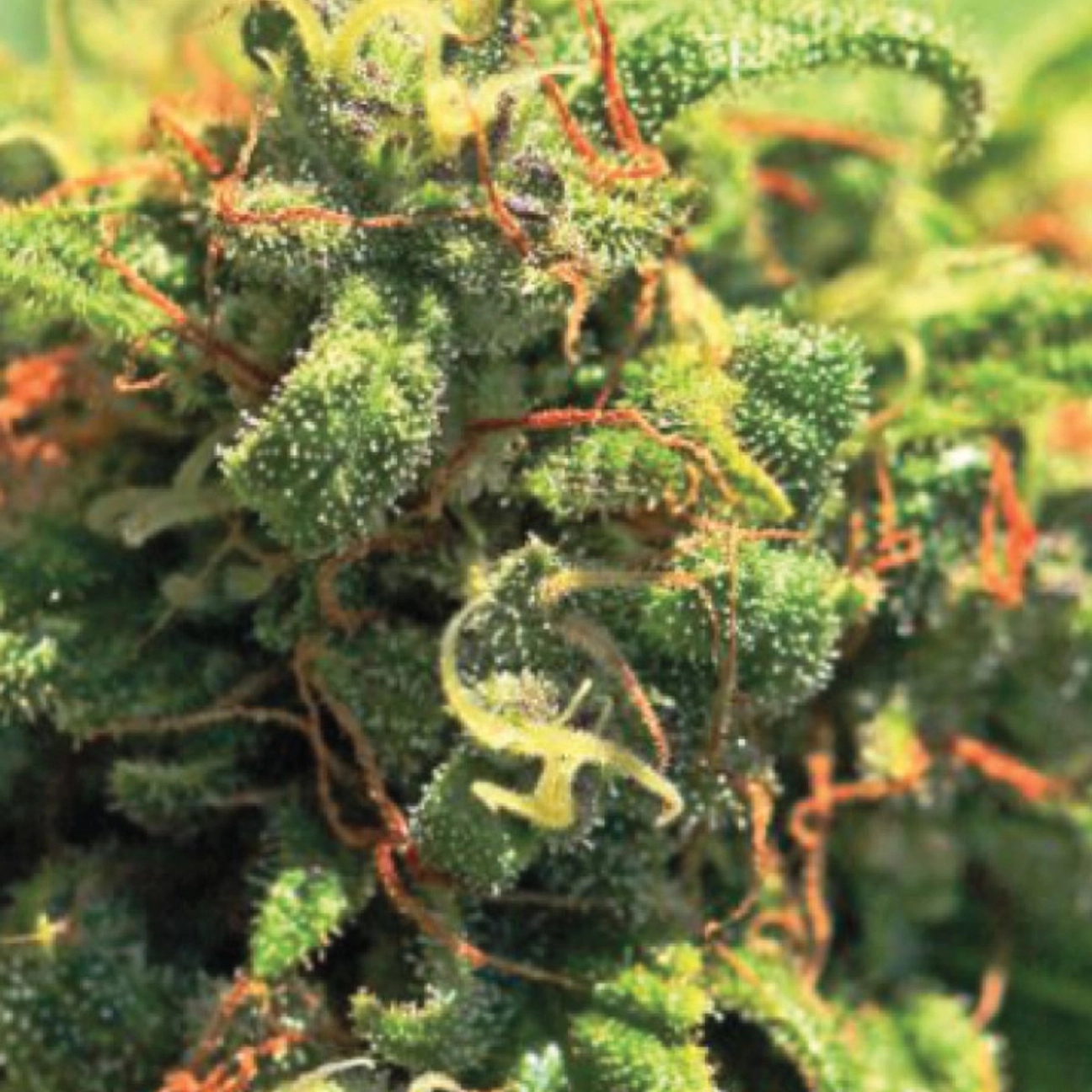 PINEAPPLE UPSIDE DOWN CAKE – Humboldt Seed Company – Feminizowane