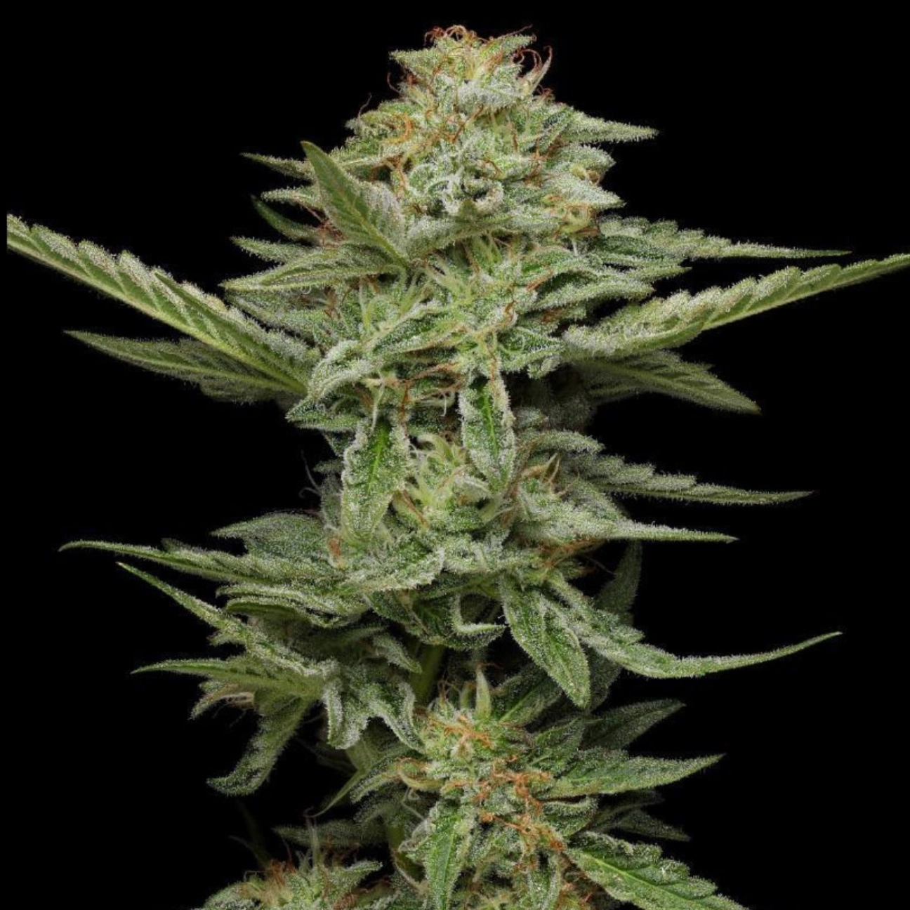 PISTACHIO – Humboldt Seed Company – Feminizowane