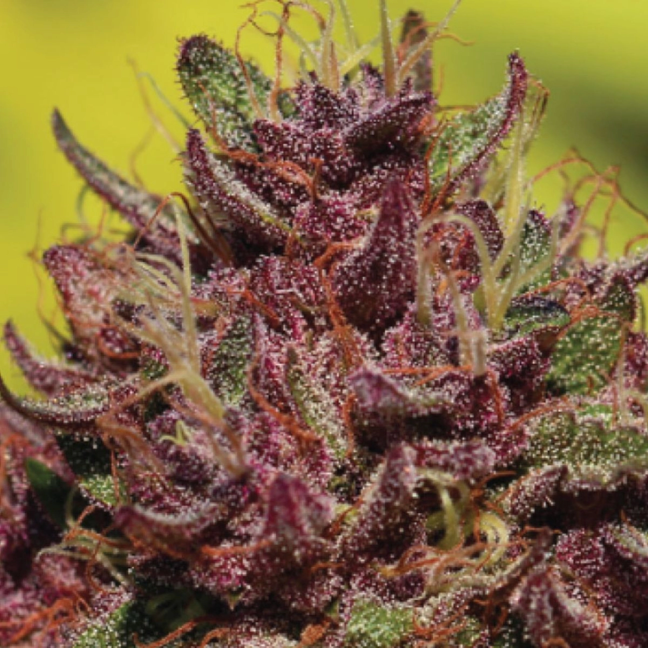 Purple Mountain Majesty – Humboldt Seed Company – Feminizowane