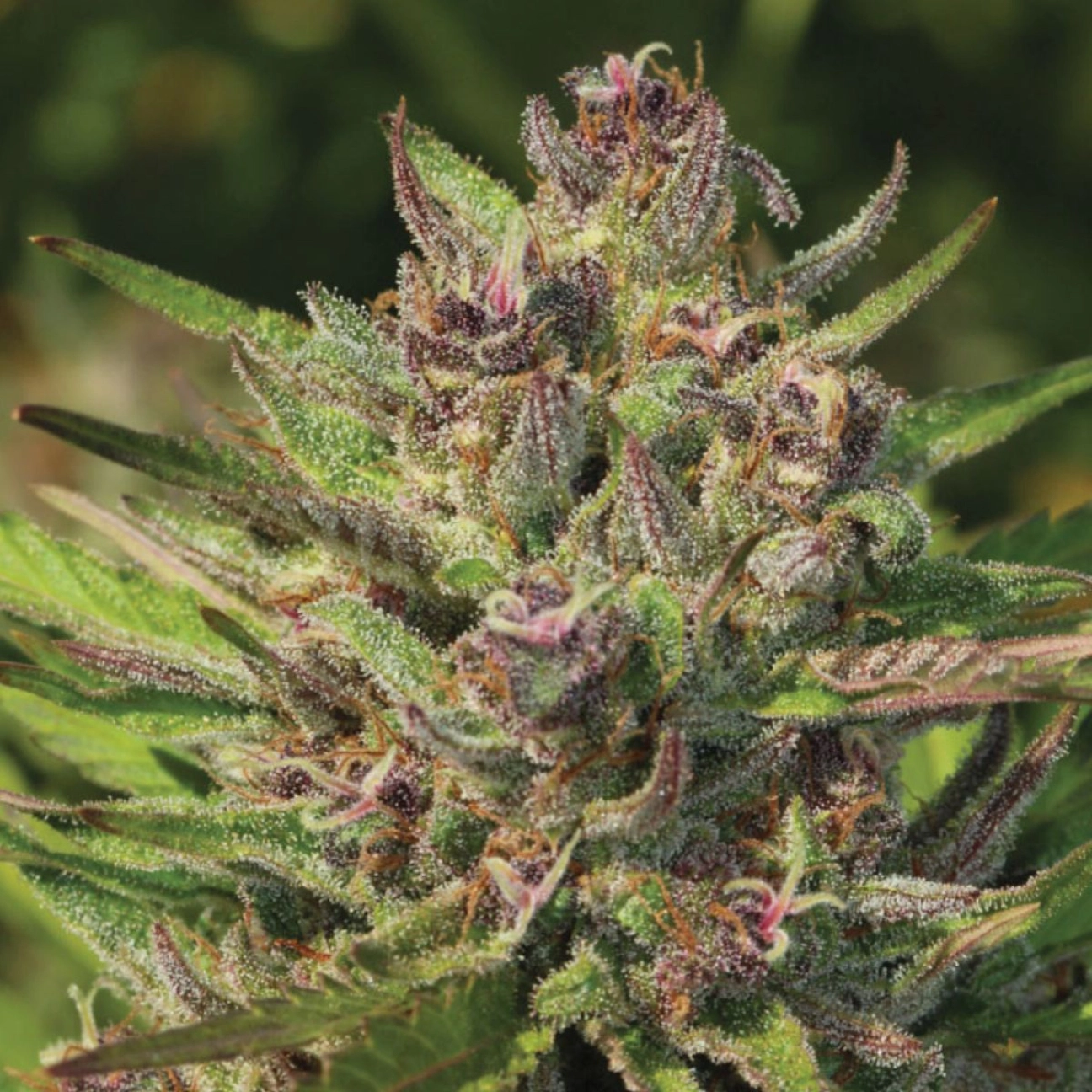 P.P.D – Humboldt Seed Company – Feminizowane