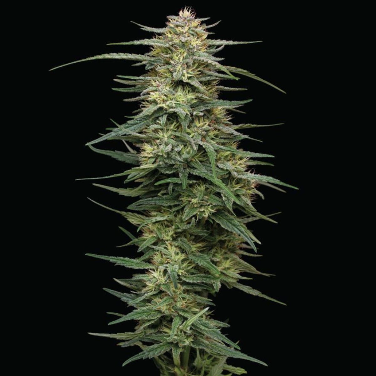 RASPBERRY PARFAIT – Humboldt Seed Company – Feminizowane