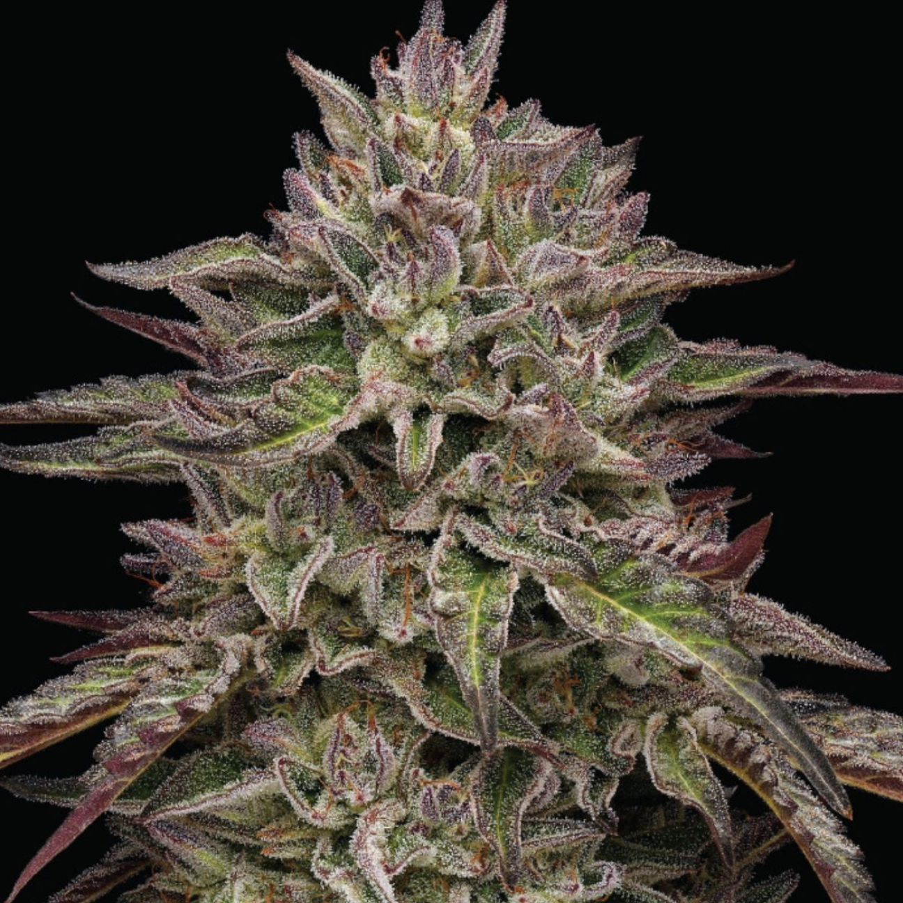 ROYAL HIGHNESS – Humboldt Seed Company – Feminizowane