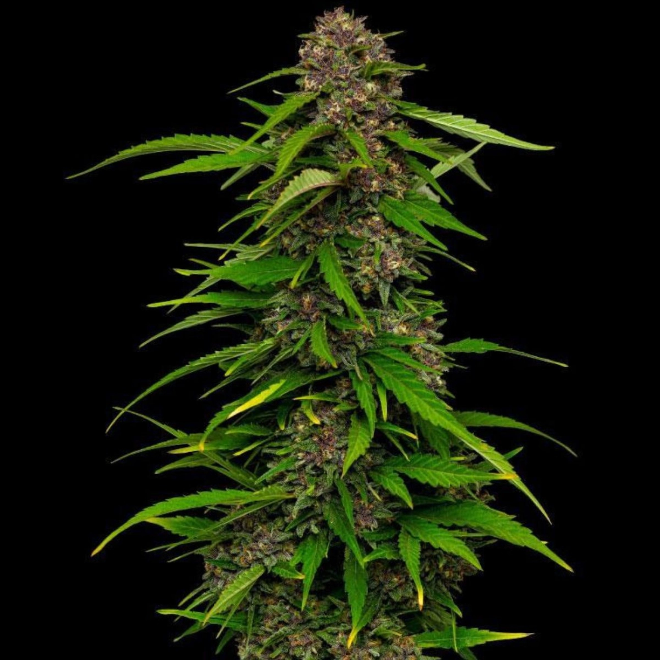SQUIRT – Humboldt Seed Company – Feminizowane