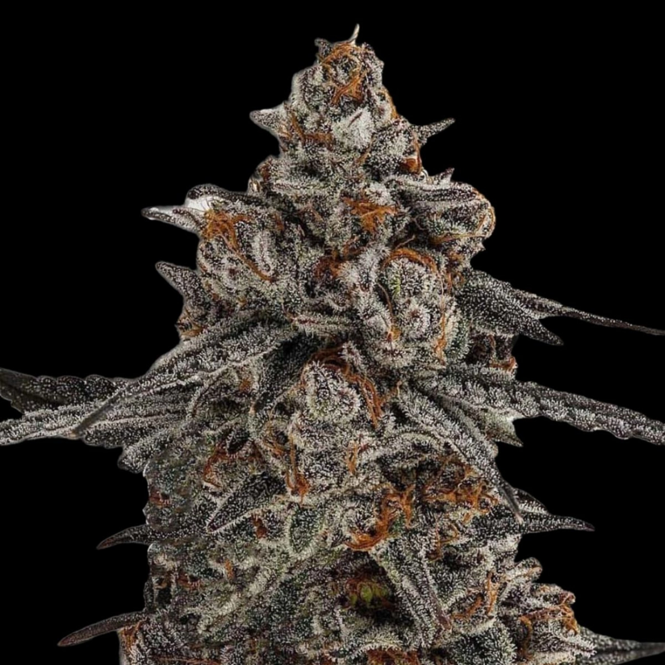 Oreoz x Orange Punch – Terp Treez Co – Feminizowane