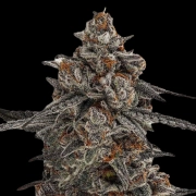 Oreoz x Orange Punch Feminized cannabis flower bud by Terp Treez Co