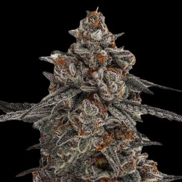 Oreoz x Orange Punch Feminized cannabis flower bud by Terp Treez Co