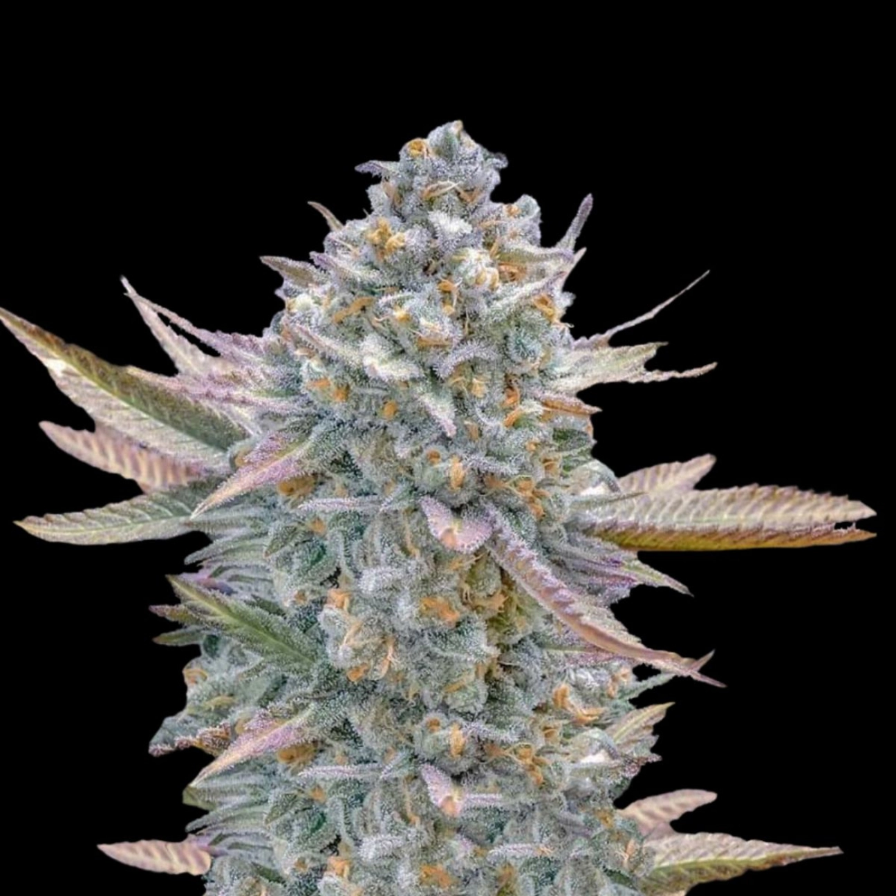Lemon Zushi – Terp Treez Co – Feminizowane