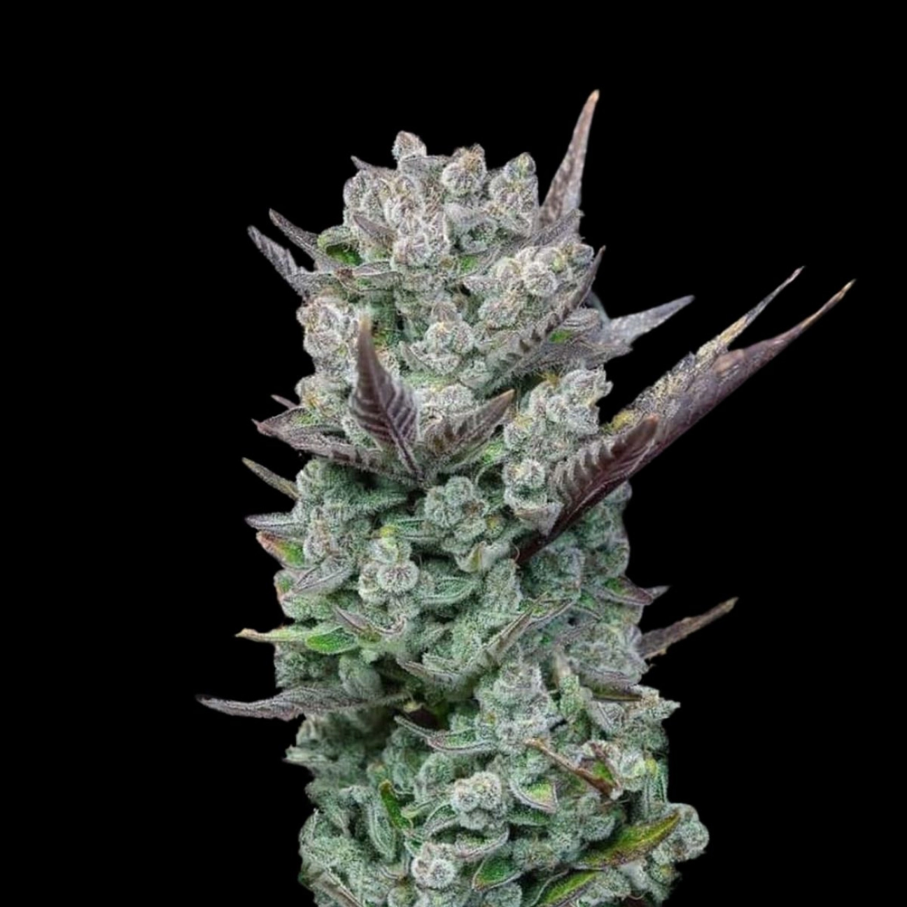 Blue Nerdz – Terp Treez Co – Feminizowane