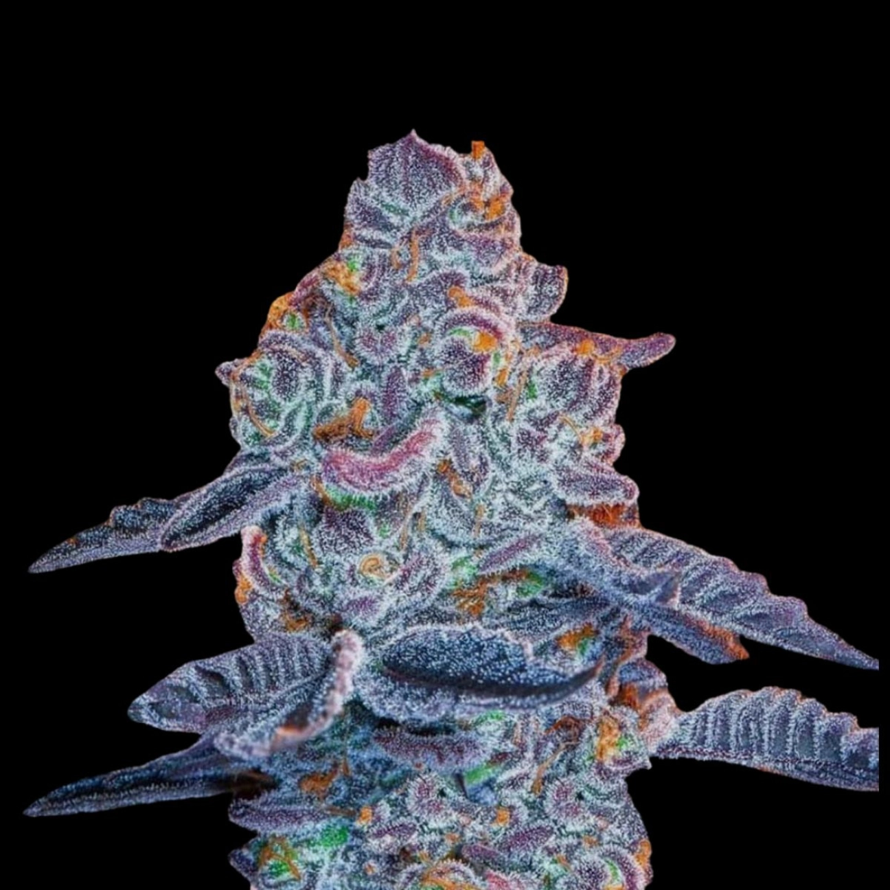 Blue Pancakes S1 – Terp Treez Co – Feminizowane