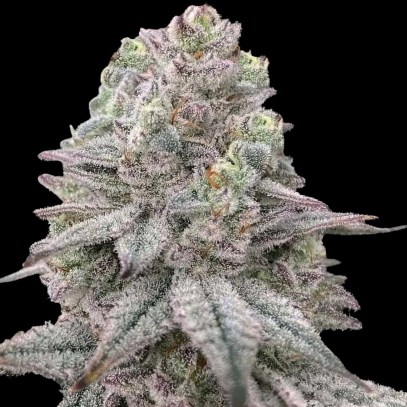 Znapple Fritter – Terp Treez Co – Feminizowane