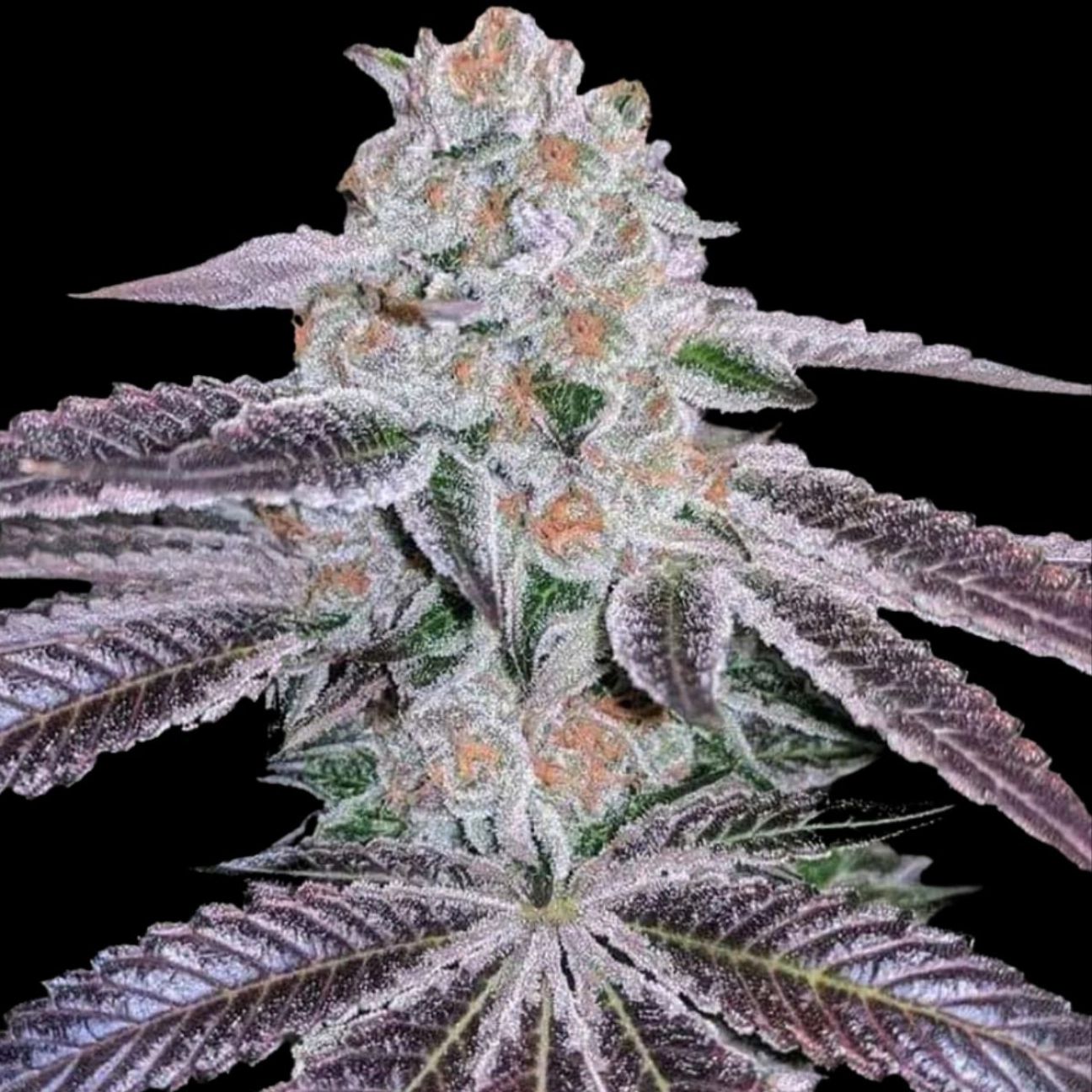 Pink Apple Tartz – Terp Treez Co – Feminizowane
