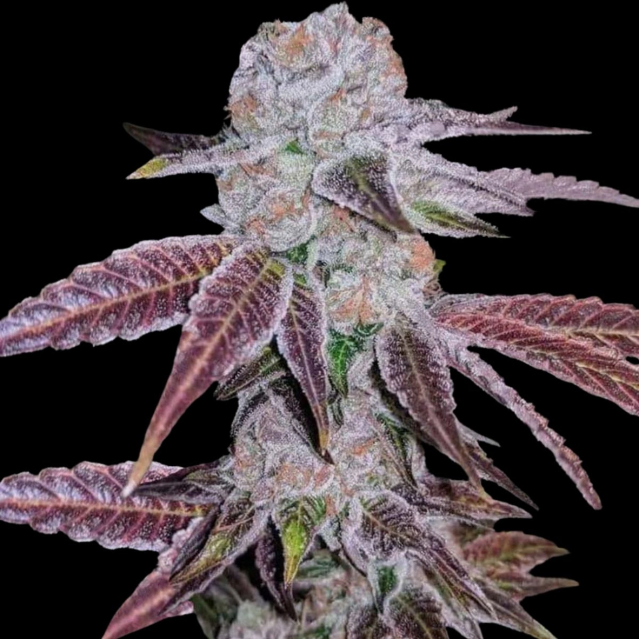 Melon Drip – Terp Treez Co – Feminizowane