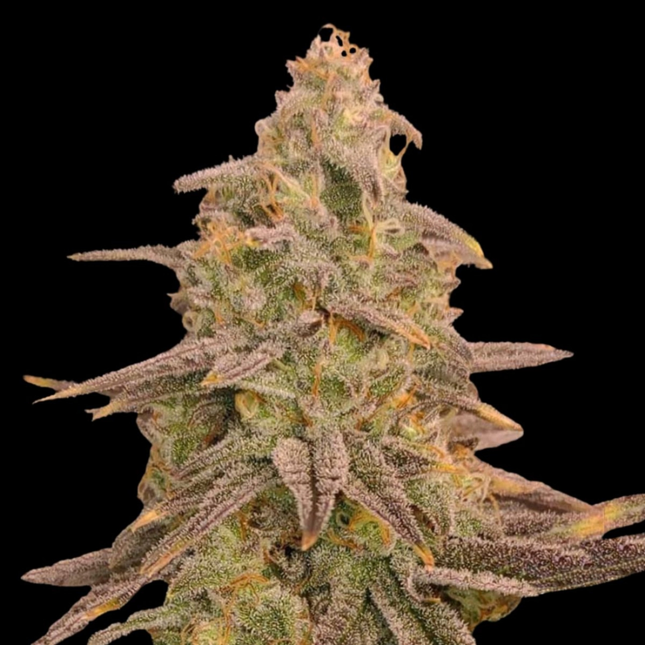 Bizcoff – Terp Treez Co – Feminizowane