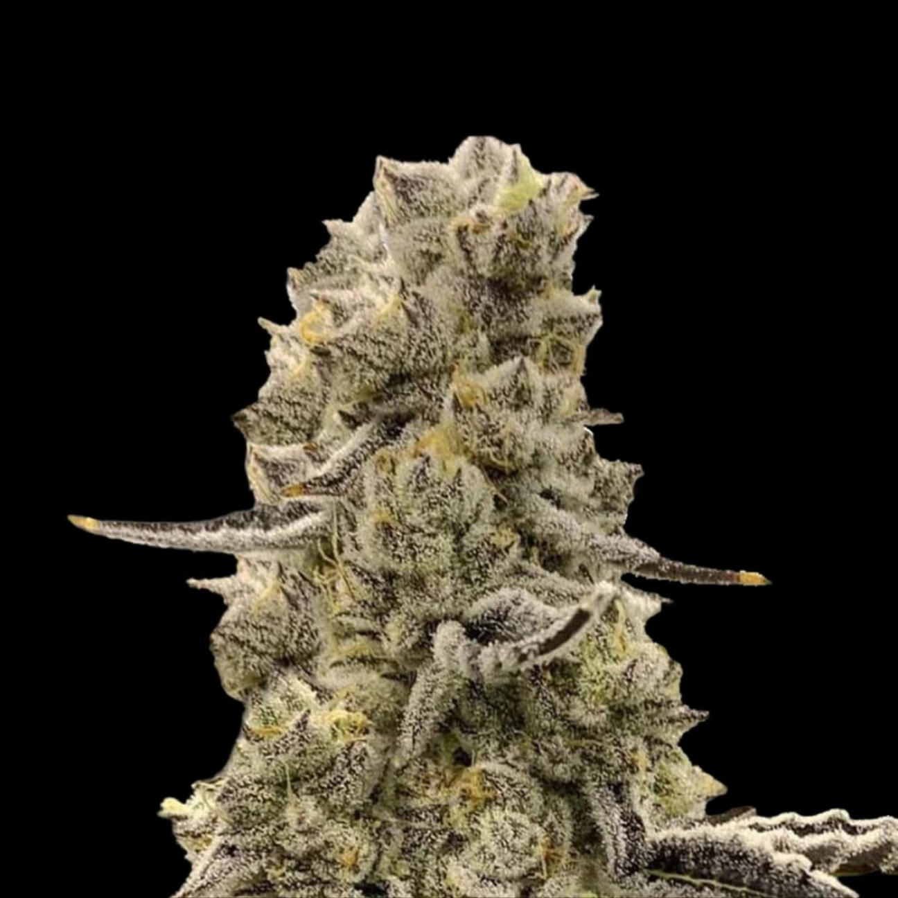 Mochi Mints – Terp Treez Co – Feminizowane
