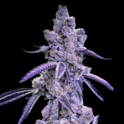 Auto Blue Nerdz Autoflowering cannabis flower bud by Terp Treez Co
