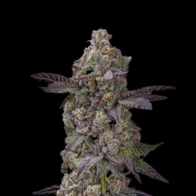 Auto Tre Lime Sorbetto Autoflowering cannabis flower bud by Terp Treez Co