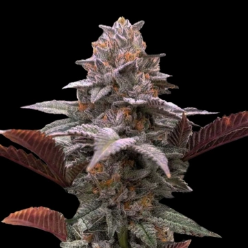 Auto Oreoz x Orange Punch Autoflowering cannabis flower bud by Terp Treez Co