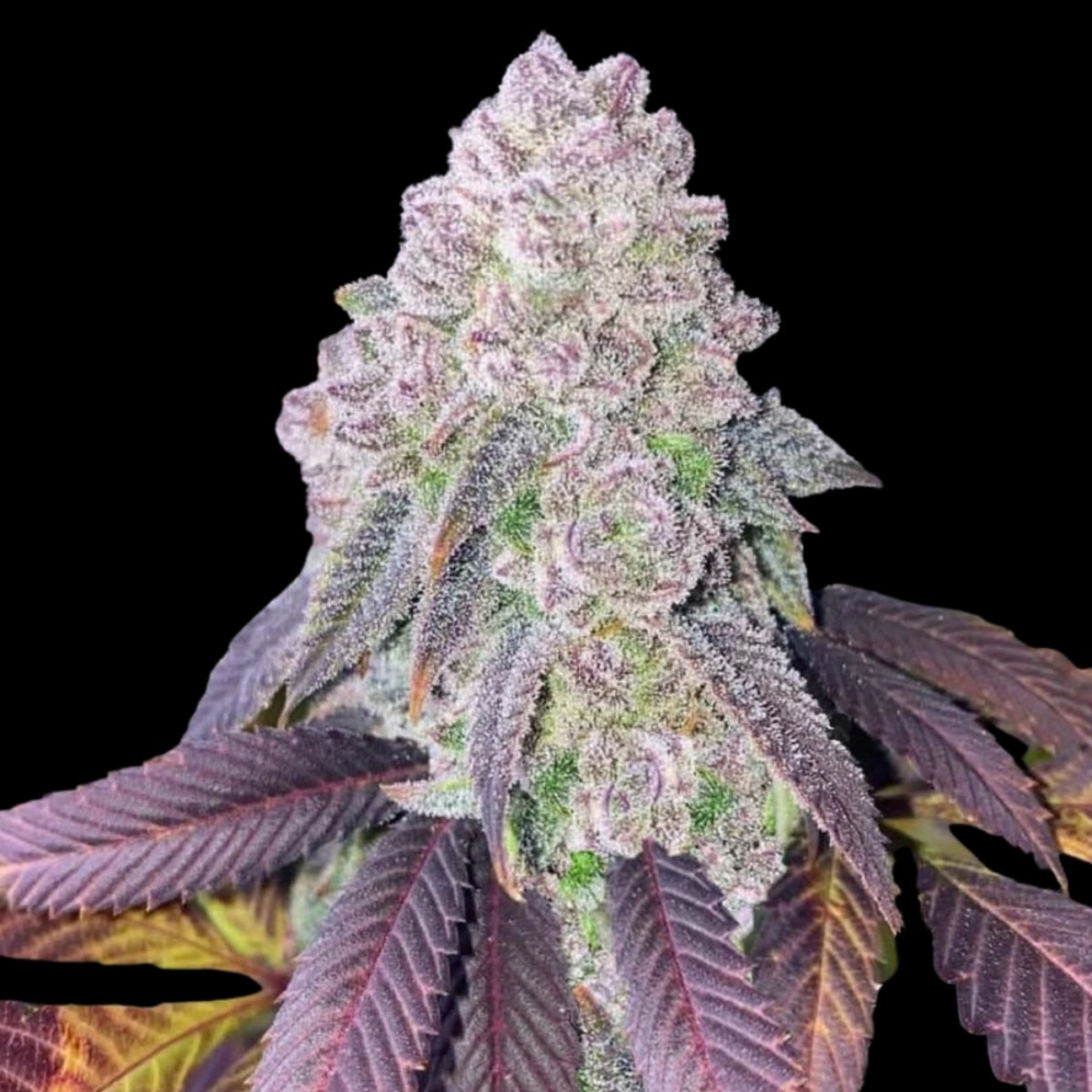 RS-11 Feminized – Terp Treez Co – Feminizowane