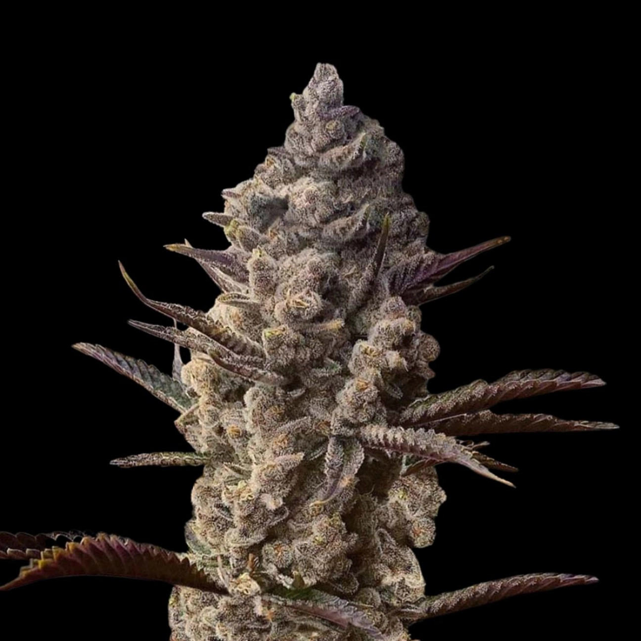 Ice Kreme Cake – Terp Treez Co – Feminizowane