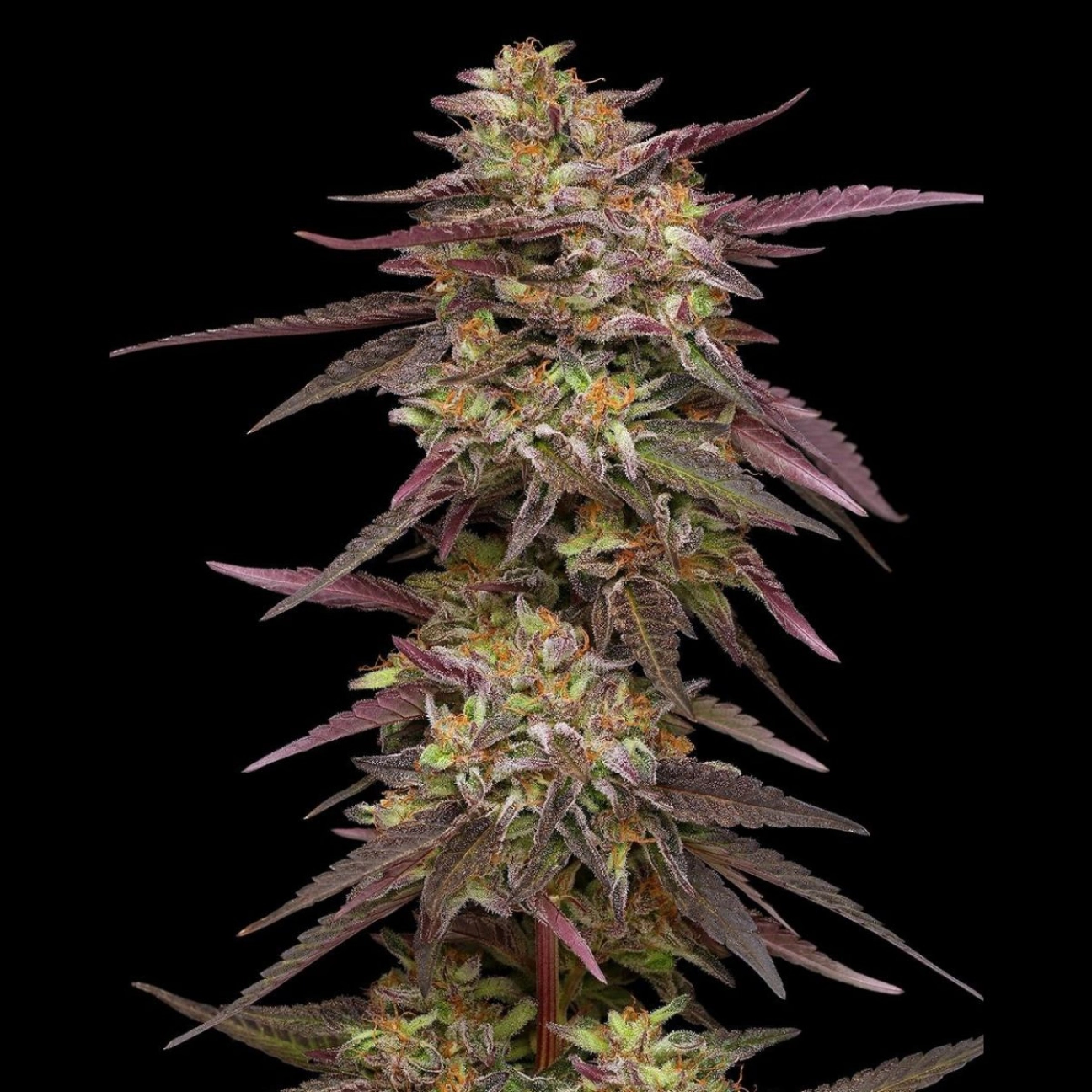 Cob Salad – Humboldt Seed Company – Feminizowane