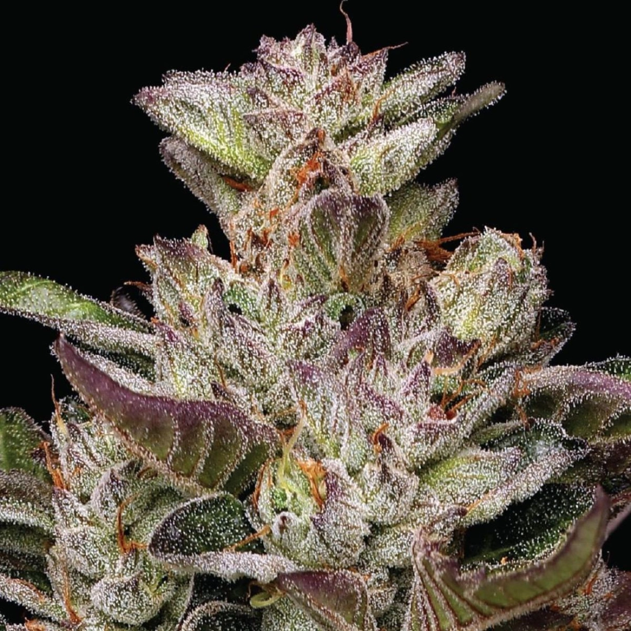 Donutz Feminized – Humboldt Seed Company – Feminizowane