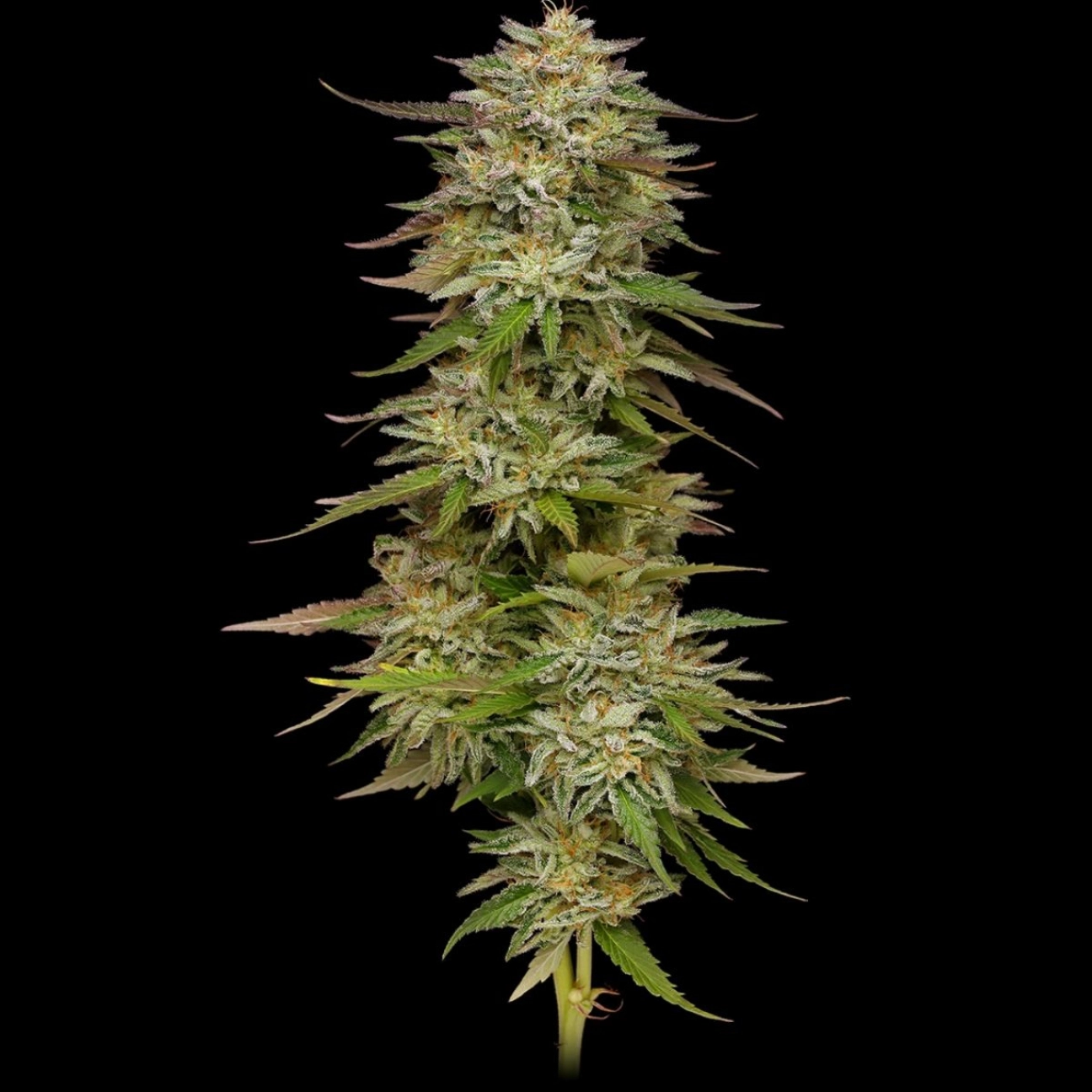 Golden Sands – Humboldt Seed Company – Feminizowane