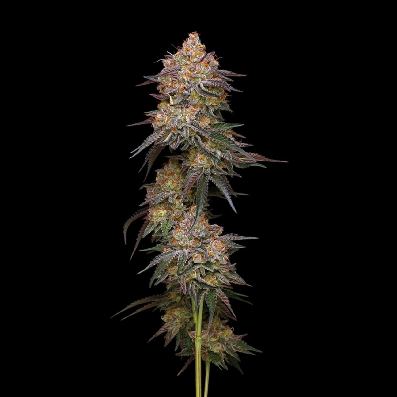 Granny Candy – Humboldt Seed Company – Feminizowane