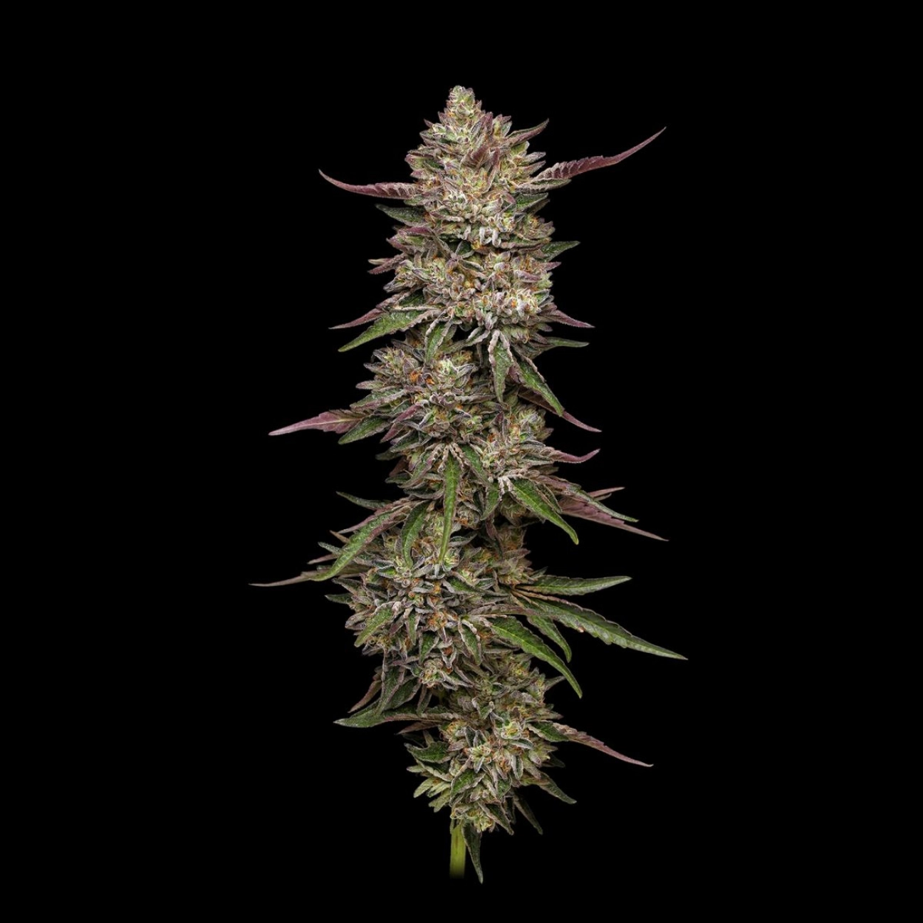 Guzzlerz – Humboldt Seed Company – Feminizowane