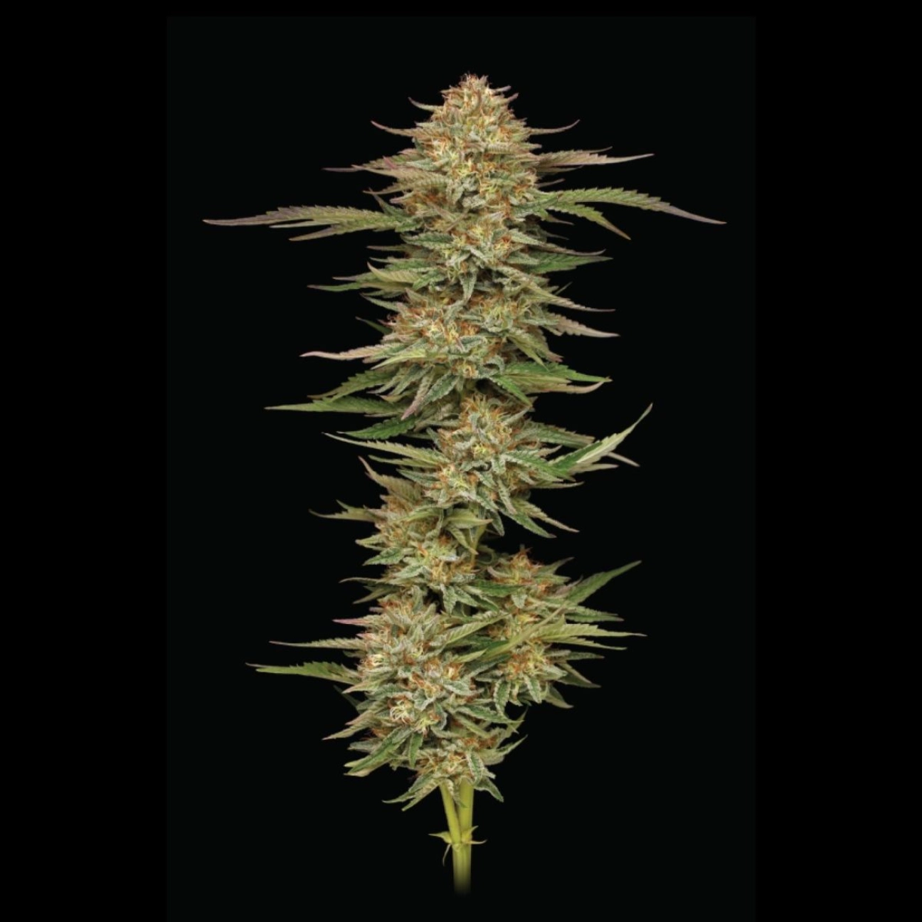 Orange Creampop – Humboldt Seed Company – Feminizowane