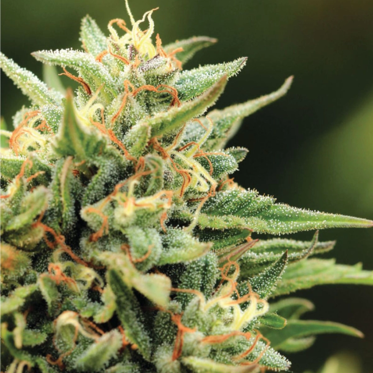 CALIFORNIA SOUR DIESEL – Humboldt Seed Company – Feminizowane