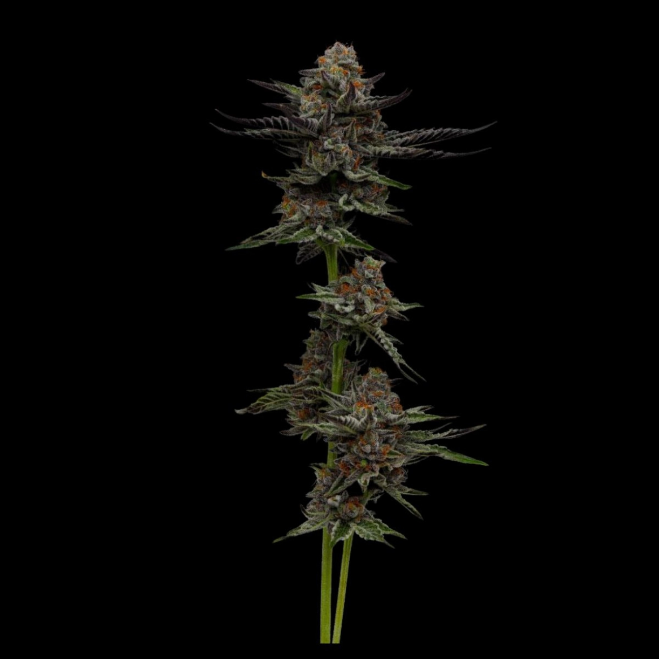VANILLA CRÉME PIE – Humboldt Seed Company – Feminizowane