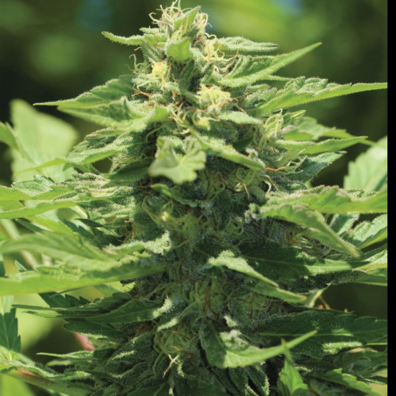 TRAINWRECK – Humboldt Seed Company – Feminizowane