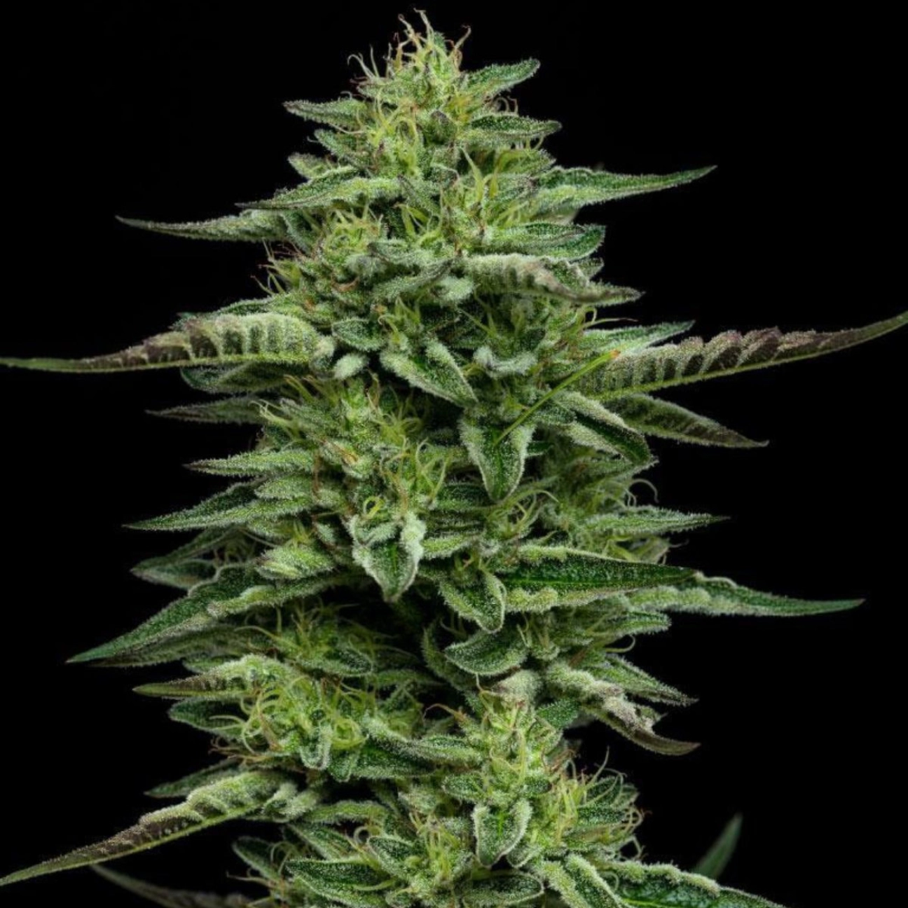 Bling Feminized – Humboldt Seed Company – Feminizowane