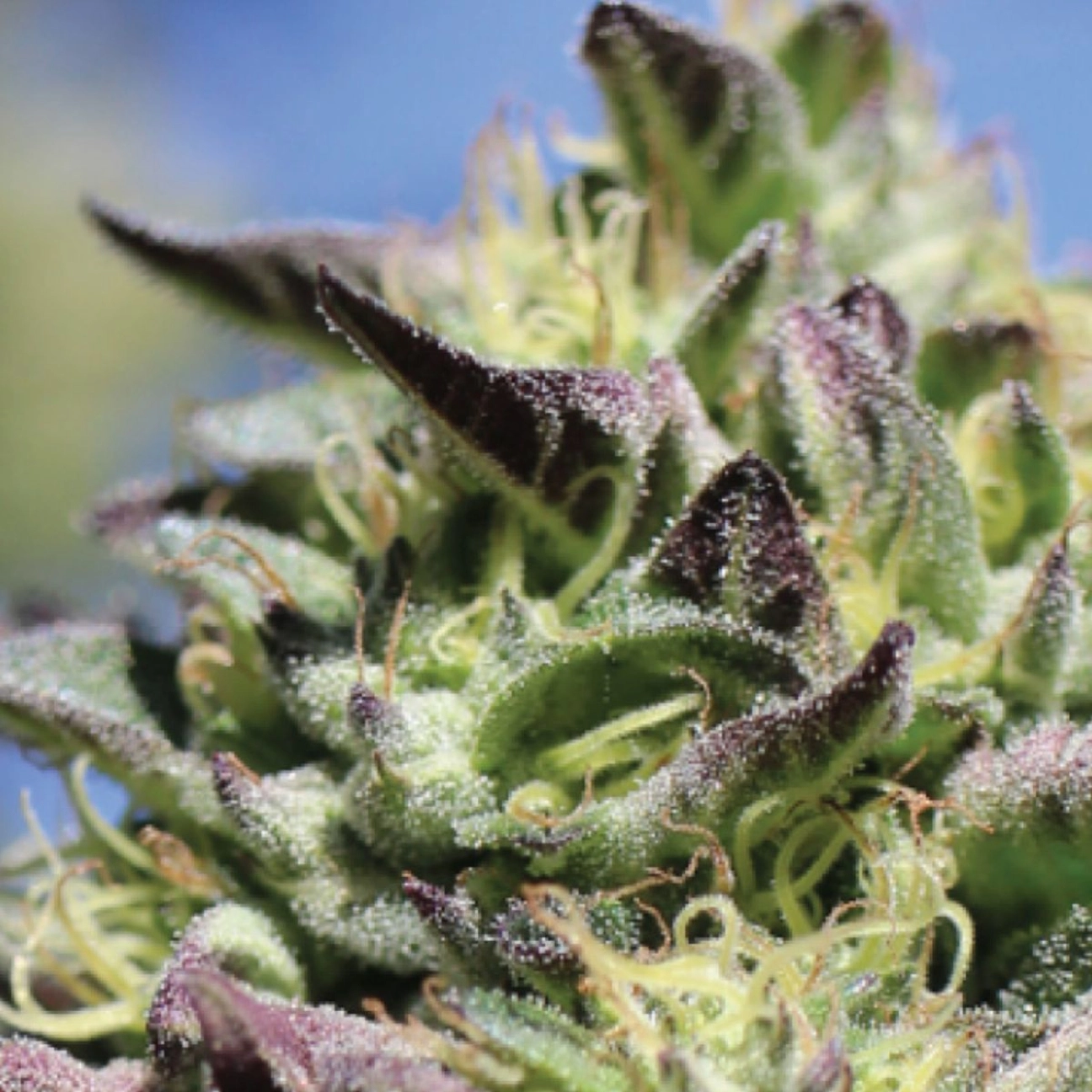 VANILLA FROSTING – Humboldt Seed Company – Feminizowane