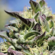 VANILLA FROSTING Feminized cannabis flower bud by Humboldt Seed Company