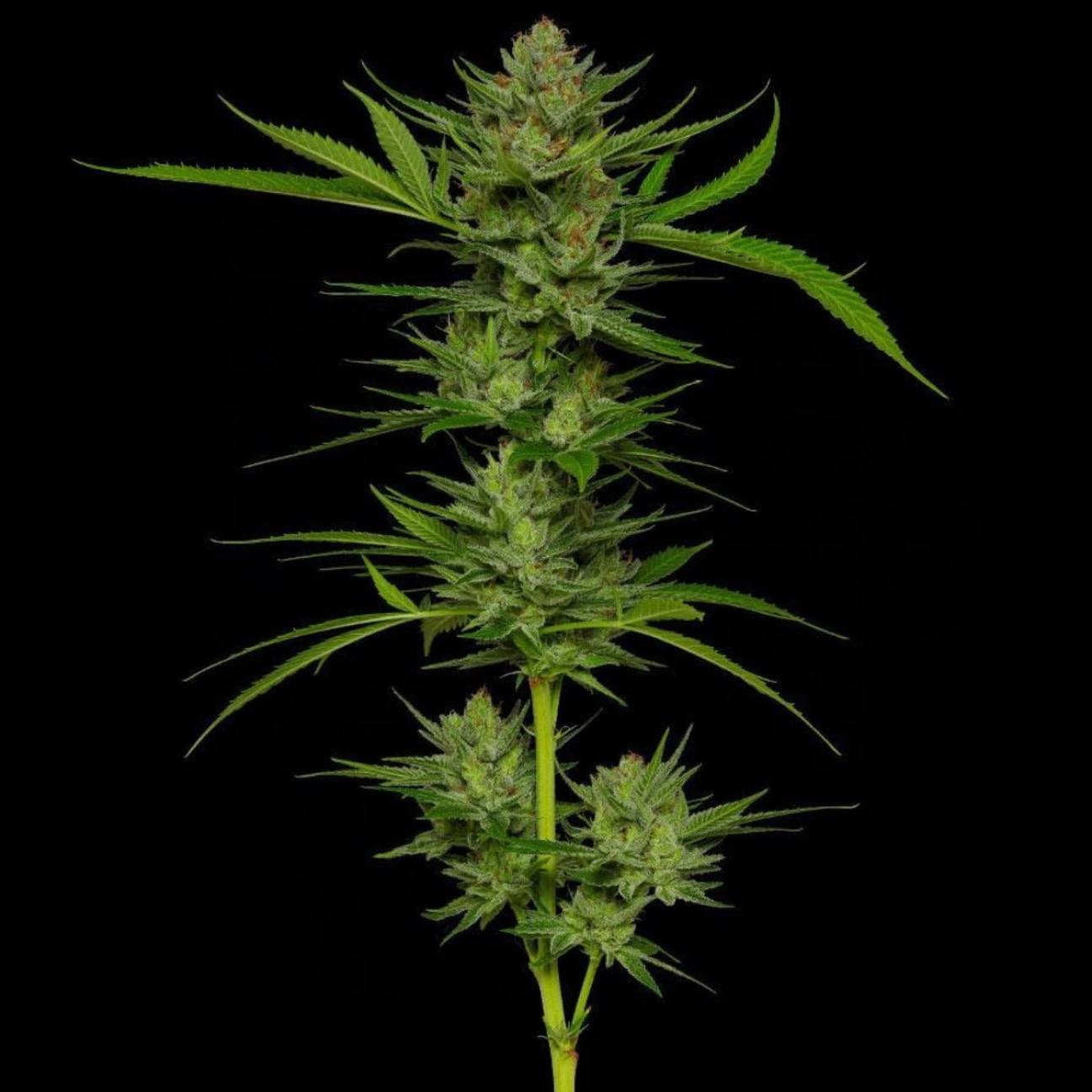 SLIGHTLY STOOPID – Humboldt Seed Company – Feminizowane