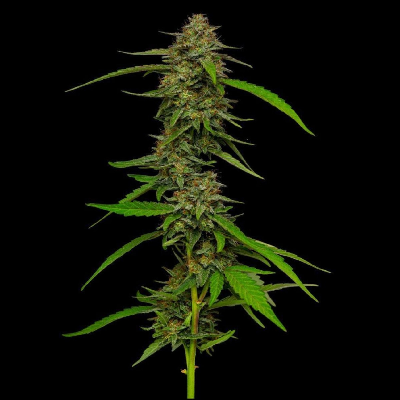 STRAWBERRY CHEESECAKE – Humboldt Seed Company – Feminizowane
