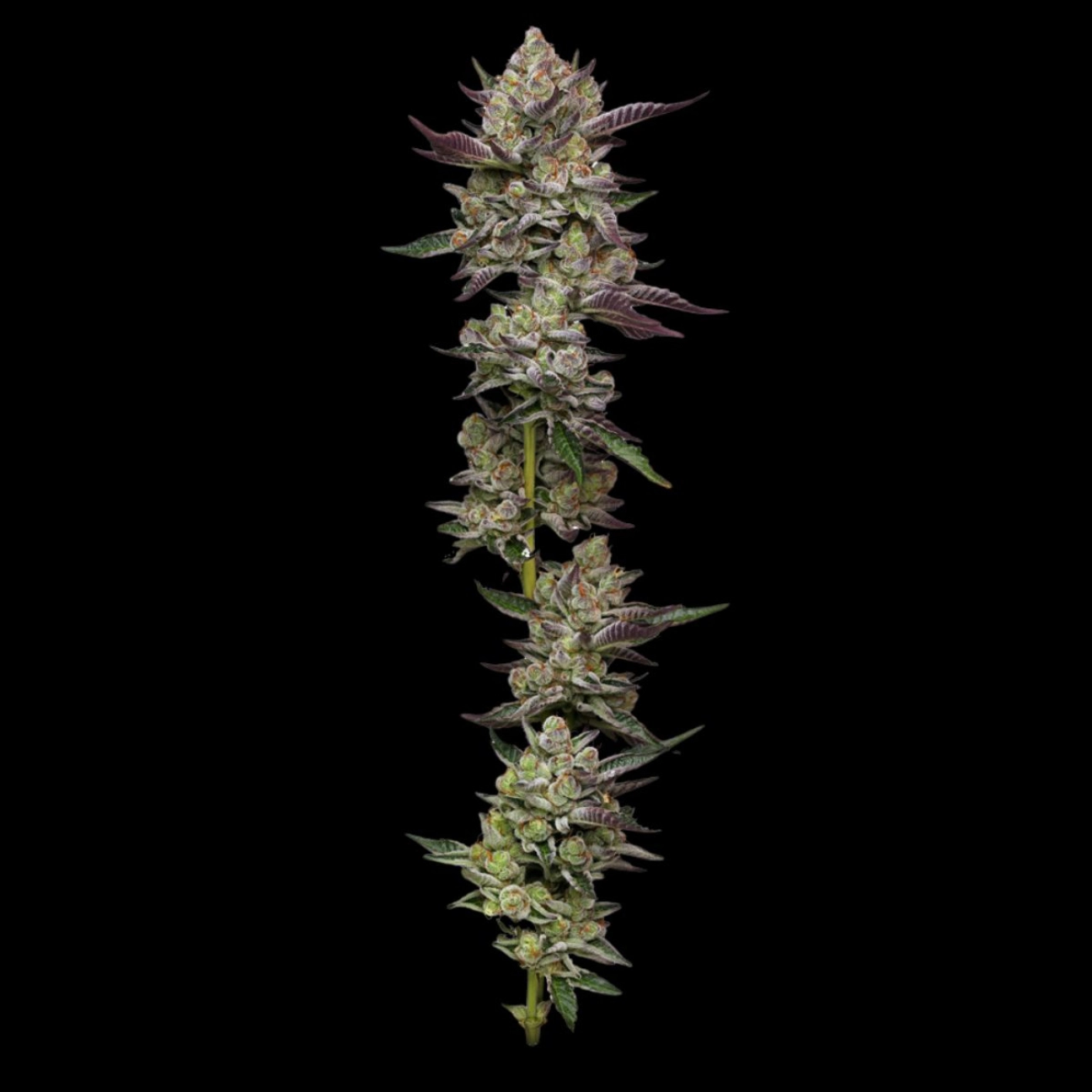 PODDY MOUTH – Humboldt Seed Company – Feminizowane