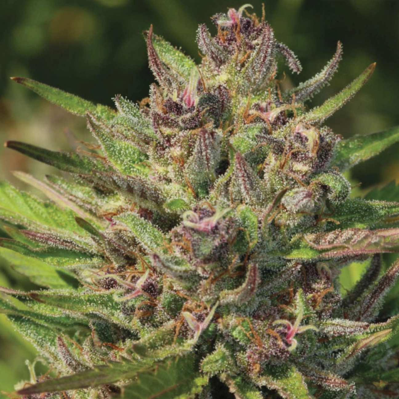P.P.D Feminized – Humboldt Seed Company – Feminizowane