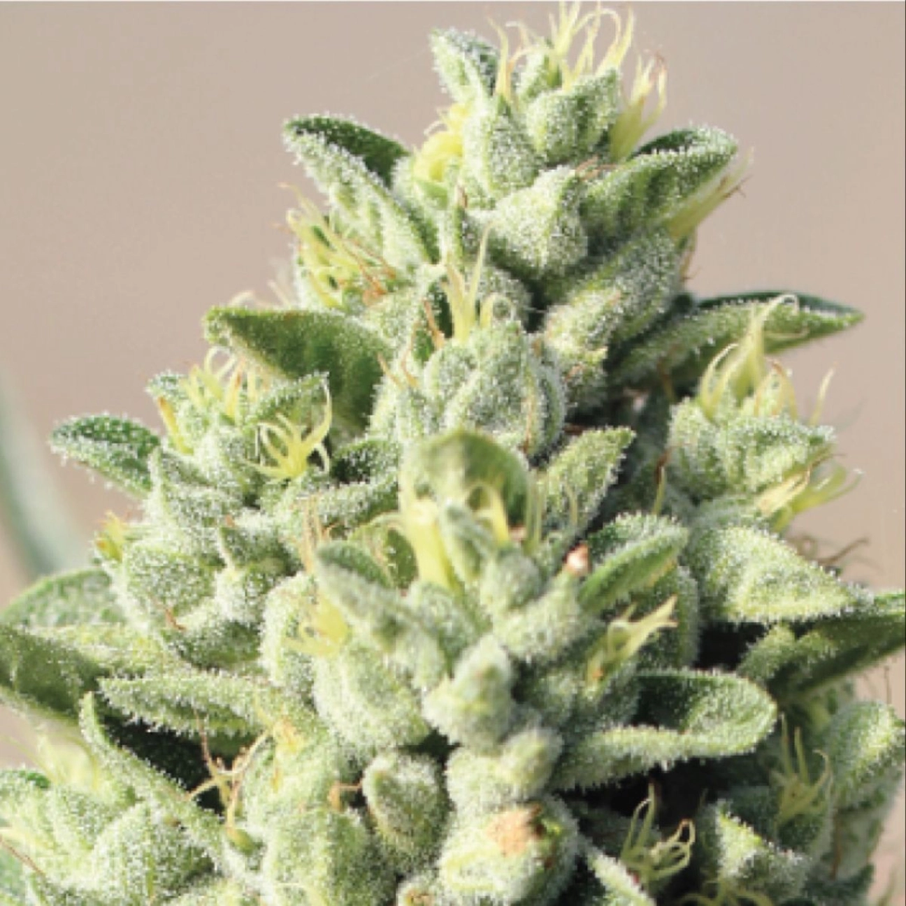 OLD GROWTH OG – Humboldt Seed Company – Feminizowane