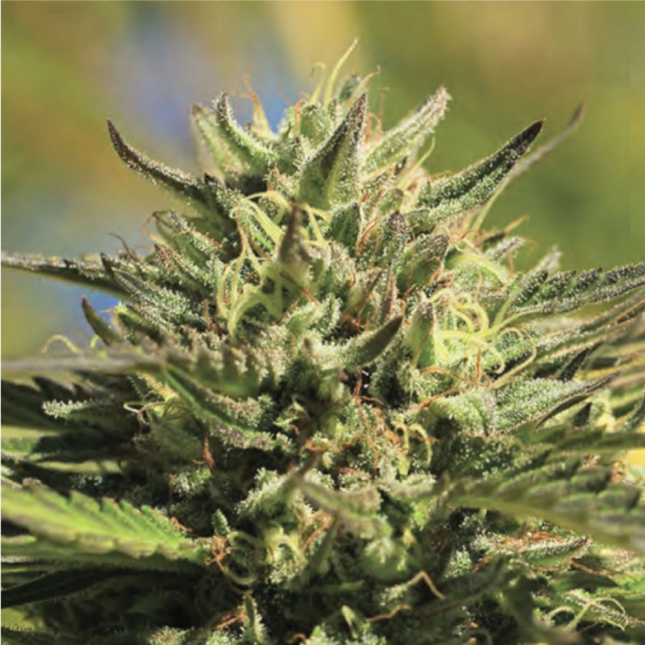 OG KUSH – Humboldt Seed Company – Feminizowane
