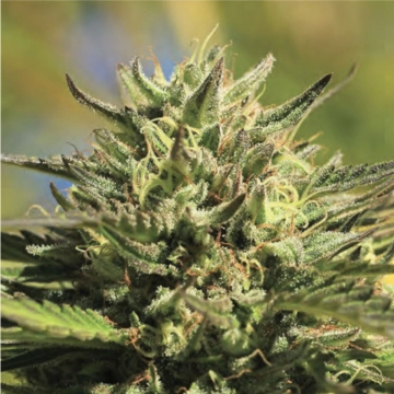 OG KUSH Feminized cannabis flower bud by Humboldt Seed Company