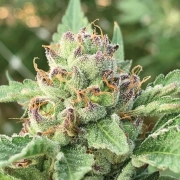 APPLE BLOSSOM Autoflowering cannabis flower bud by Humboldt Seed Company