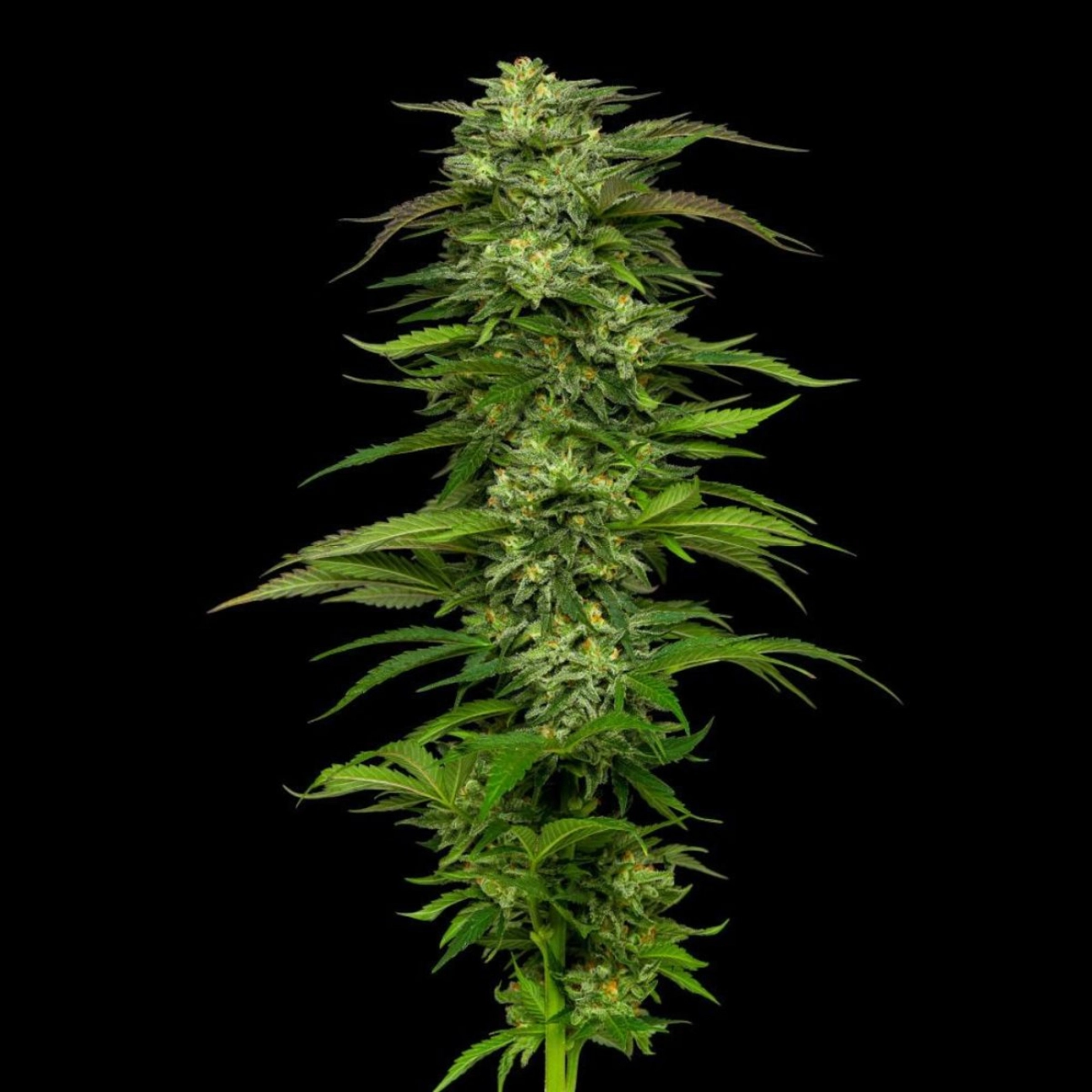 DREAM QUEEN – Humboldt Seed Company – Autoflowering