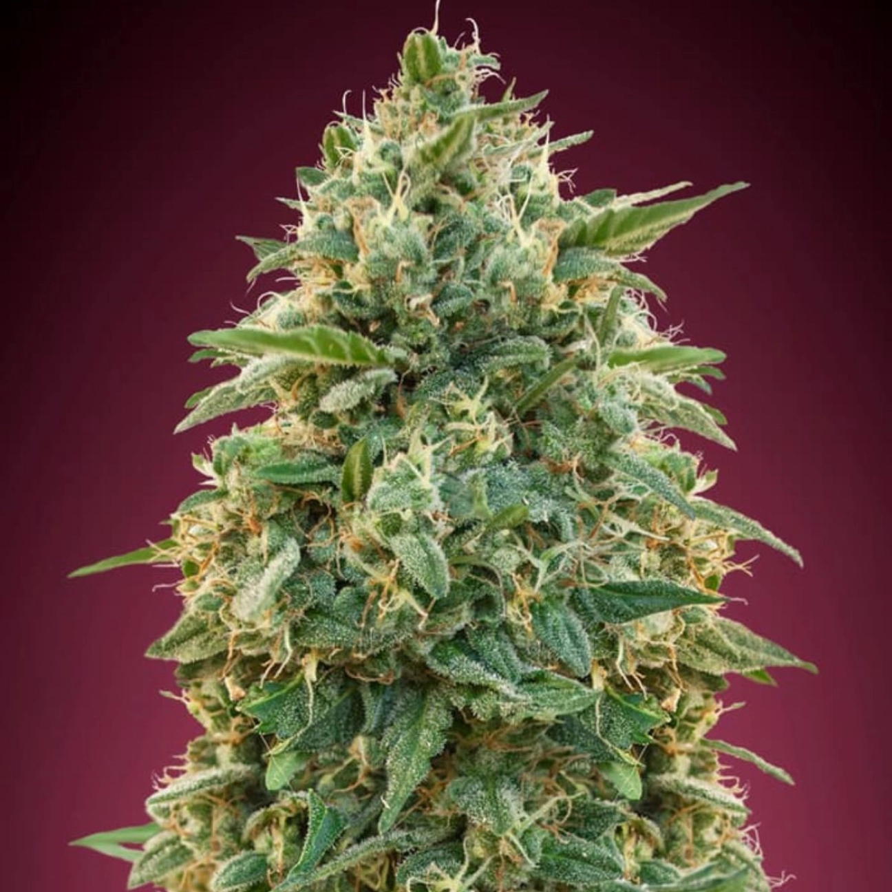 Amnesia – Advanced Seeds – Feminizowane