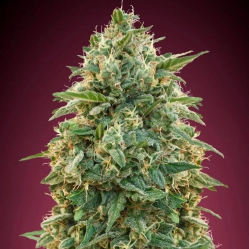 Amnesia Feminized cannabis flower bud by Advanced Seeds