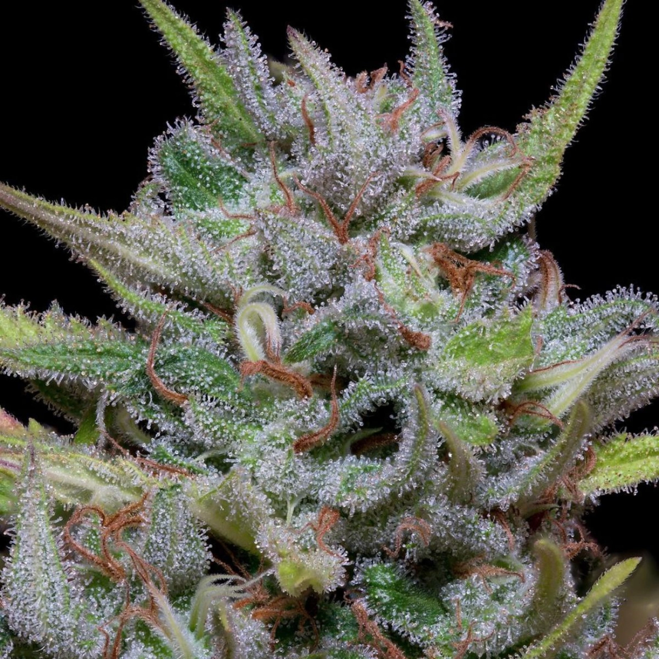 WHITE FIRE OG KUSH – Bighead Seeds – Feminizowane