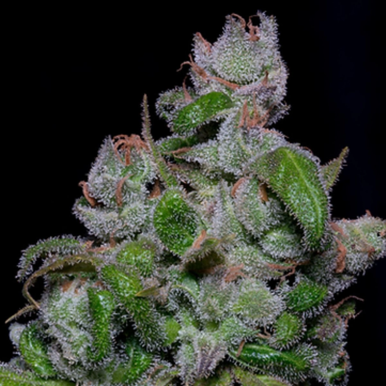 BLUEBERRY CRYSTAL GELATO – Bighead Seeds – Feminizowane